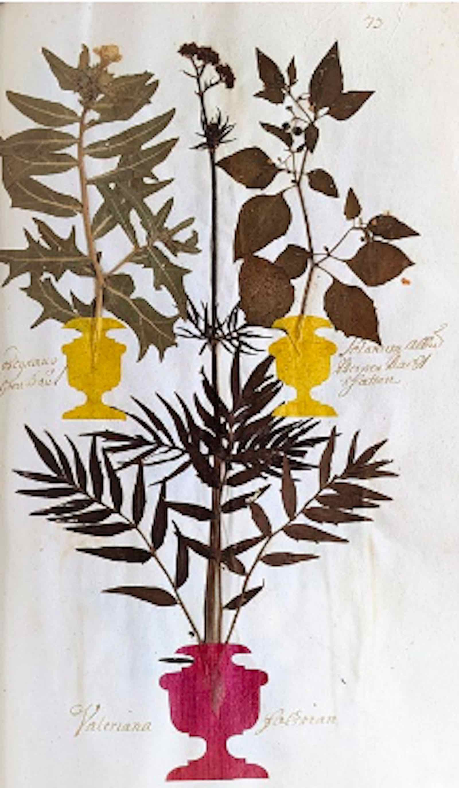 Georg Philipp Saurwein, Herbarium Vivum