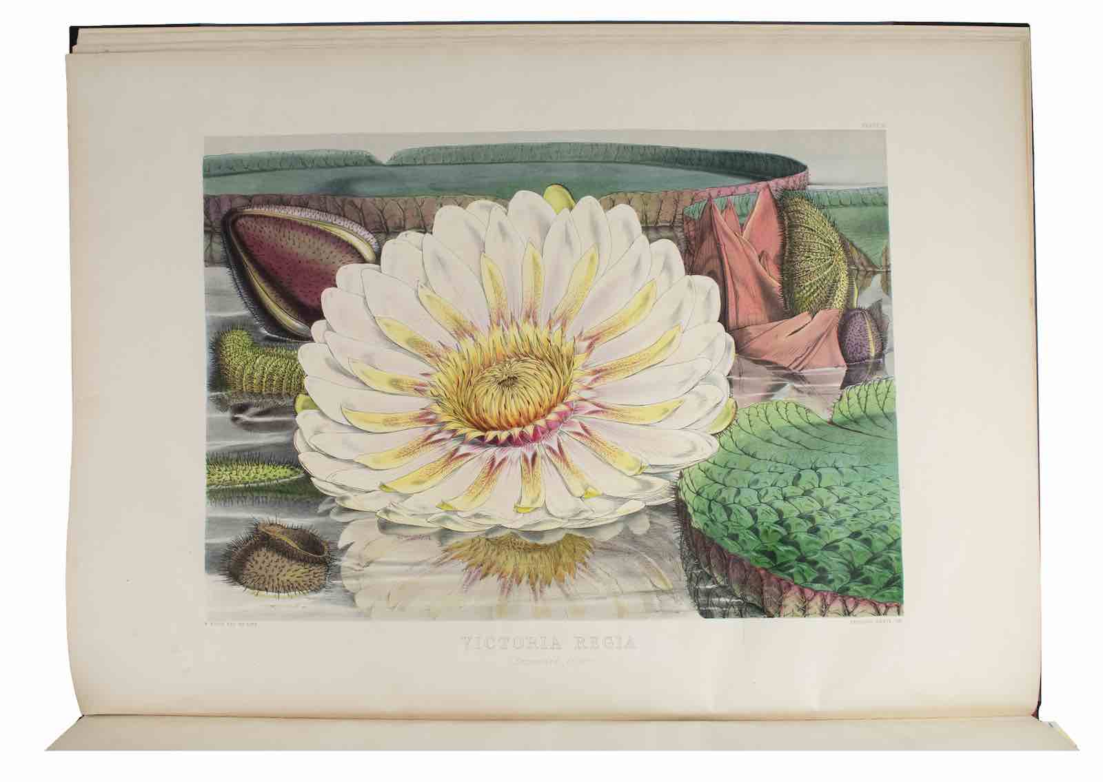 1796-1803 first edition of Delineations of Exotick Plants cultivated in the Royal Garden at Kew by Francis Bauer, from Marshall Rare Books, £35,000