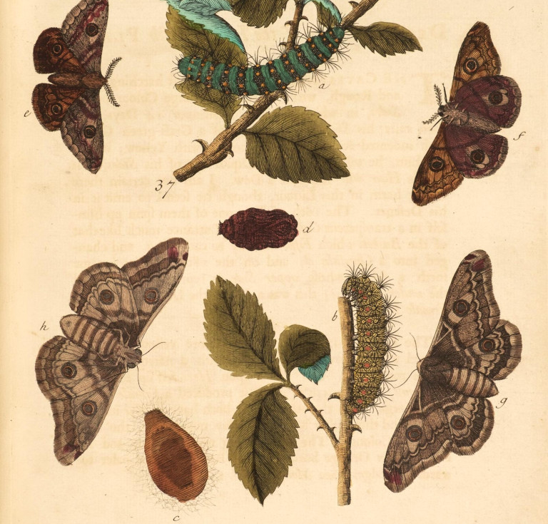 Detail of moths from Albin's natural history of British insects