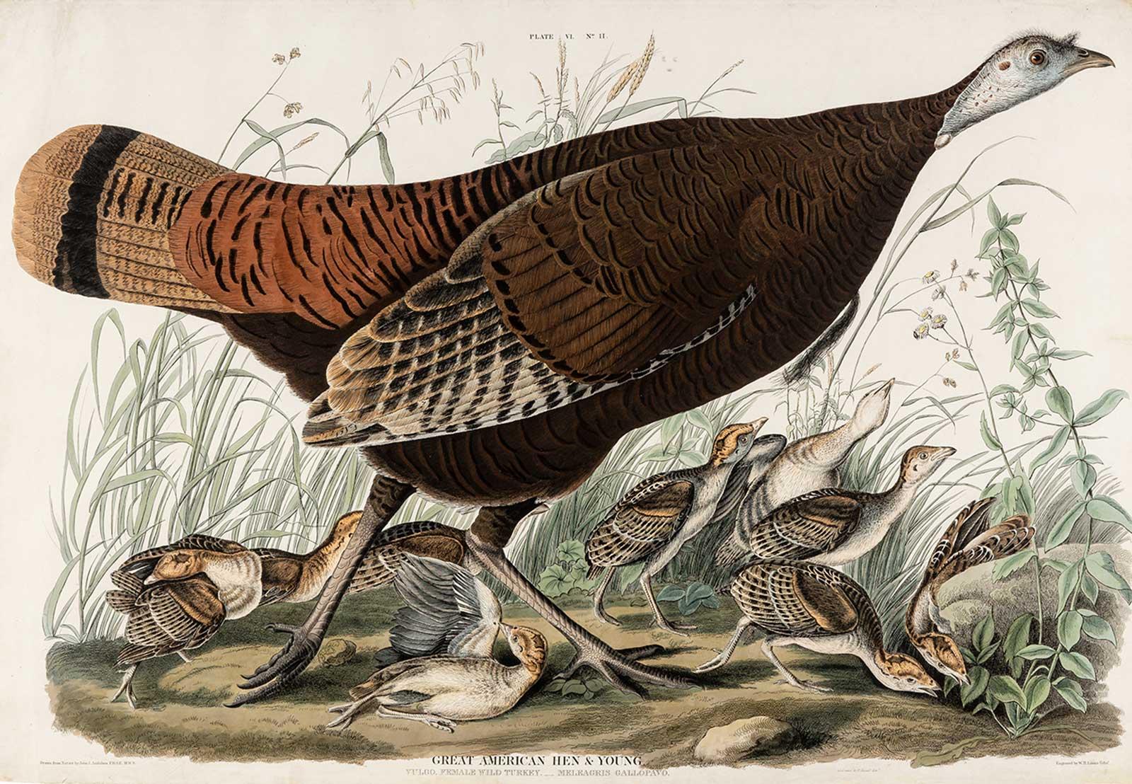 Vulgo, Female Wild Turkey. Meleagris Gallopavo